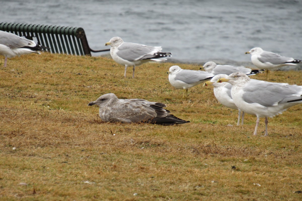 American Herring Gull - ML647218995