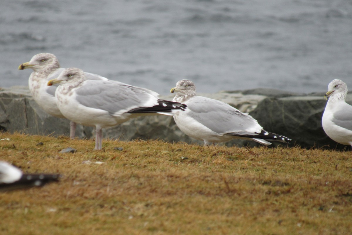 American Herring Gull - ML647218998