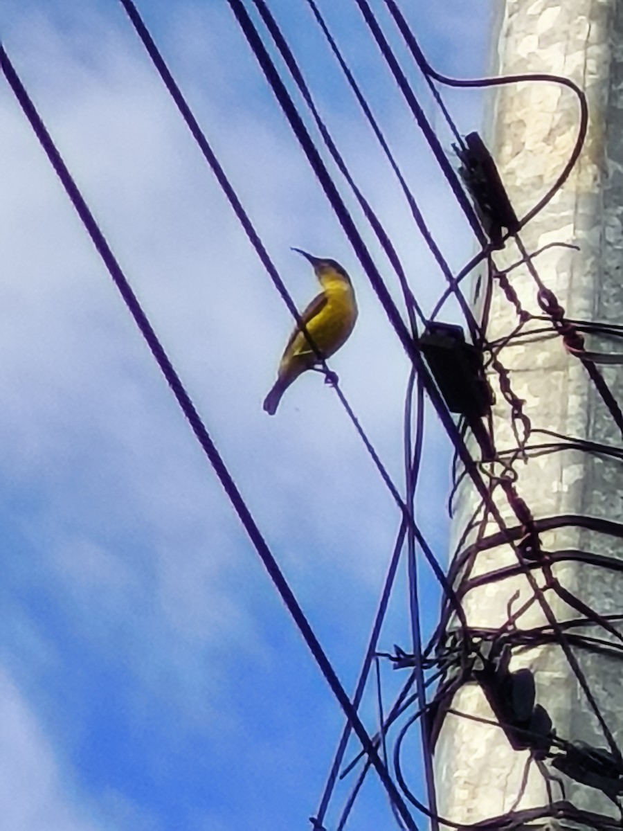 Garden Sunbird - ML647219030