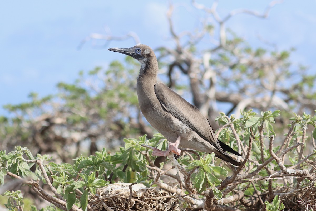 Сула червононога - ML647219032