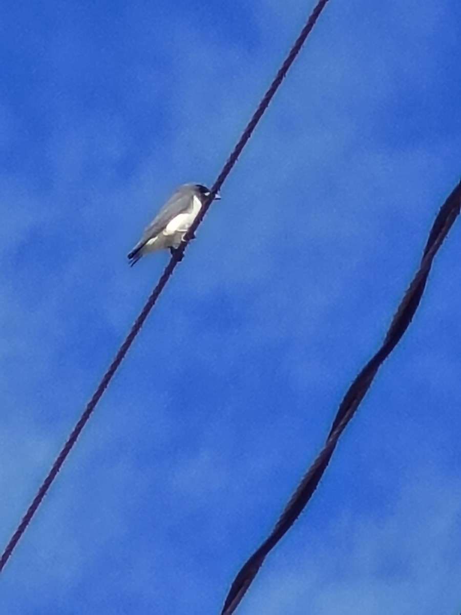 White-breasted Woodswallow - ML647219048