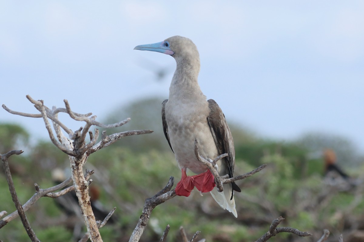 Сула червононога - ML647219049