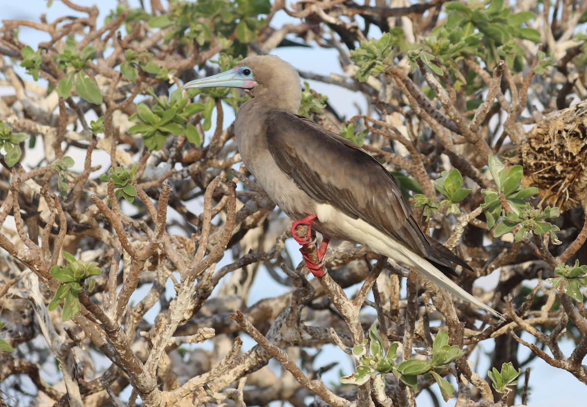 Сула червононога - ML647219062