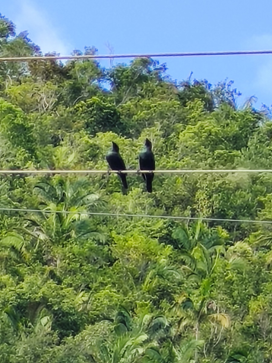 Malay Sığırcığı - ML647219065