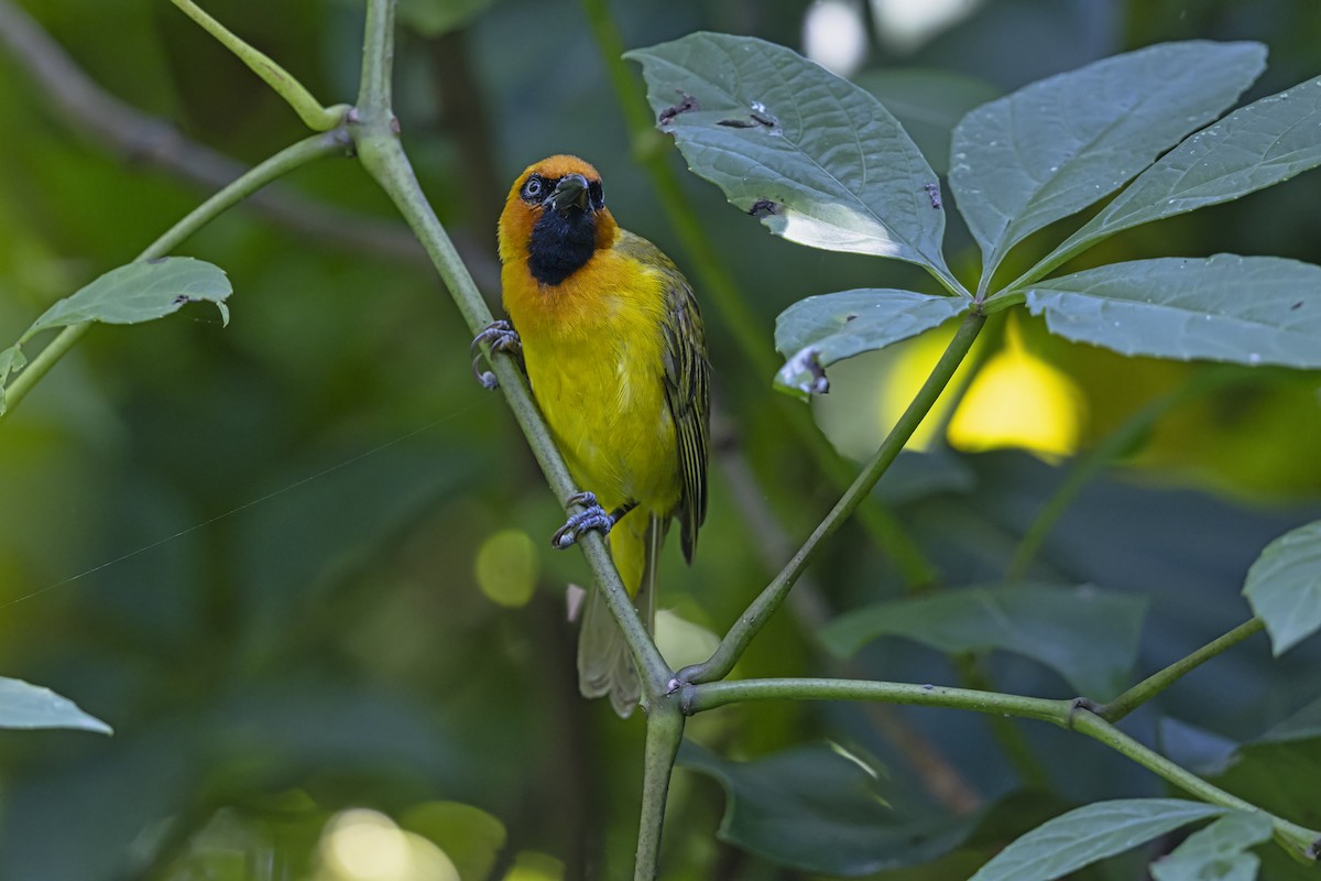 Olive-naped Weaver - ML647219077