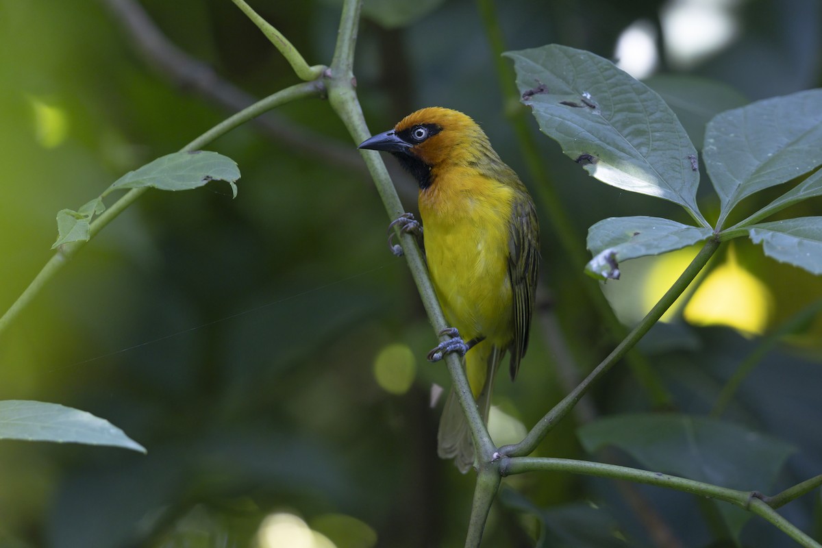 Olive-naped Weaver - ML647219078