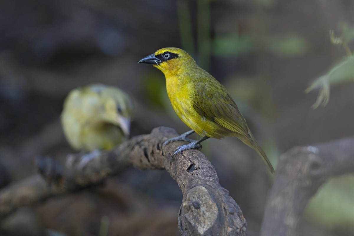 Olive-naped Weaver - ML647219079