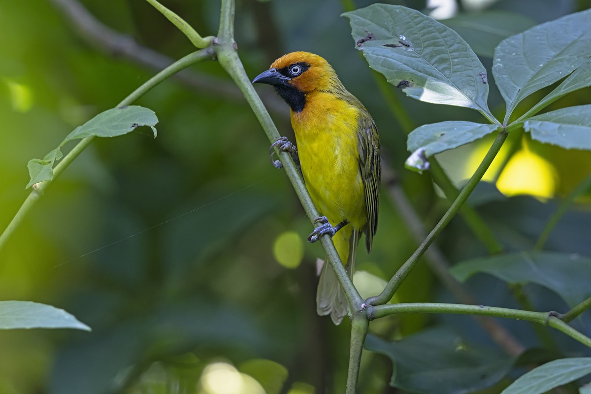 Olive-naped Weaver - ML647219080