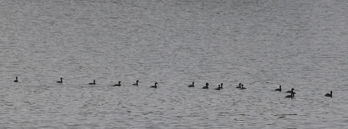 Little Grebe - ML647219081