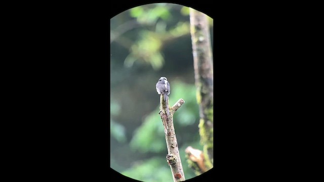 Москверо довгохвостий - ML647219102