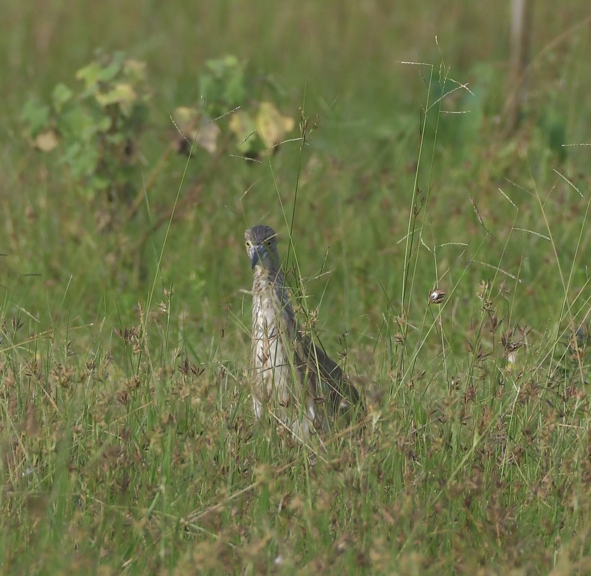 Indian Pond-Heron - ML647219104