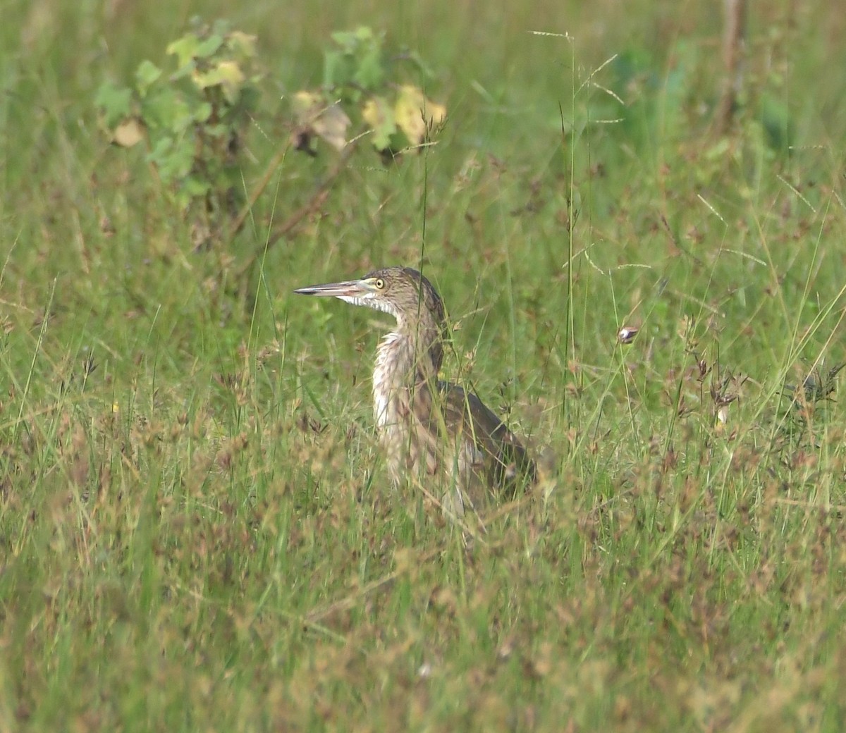Indian Pond-Heron - ML647219105