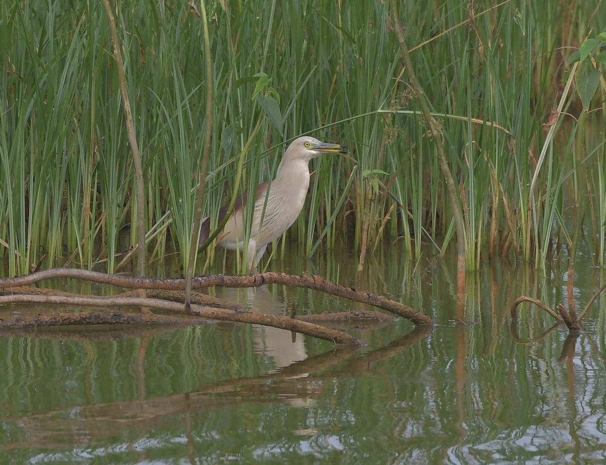 Indian Pond-Heron - ML647219106