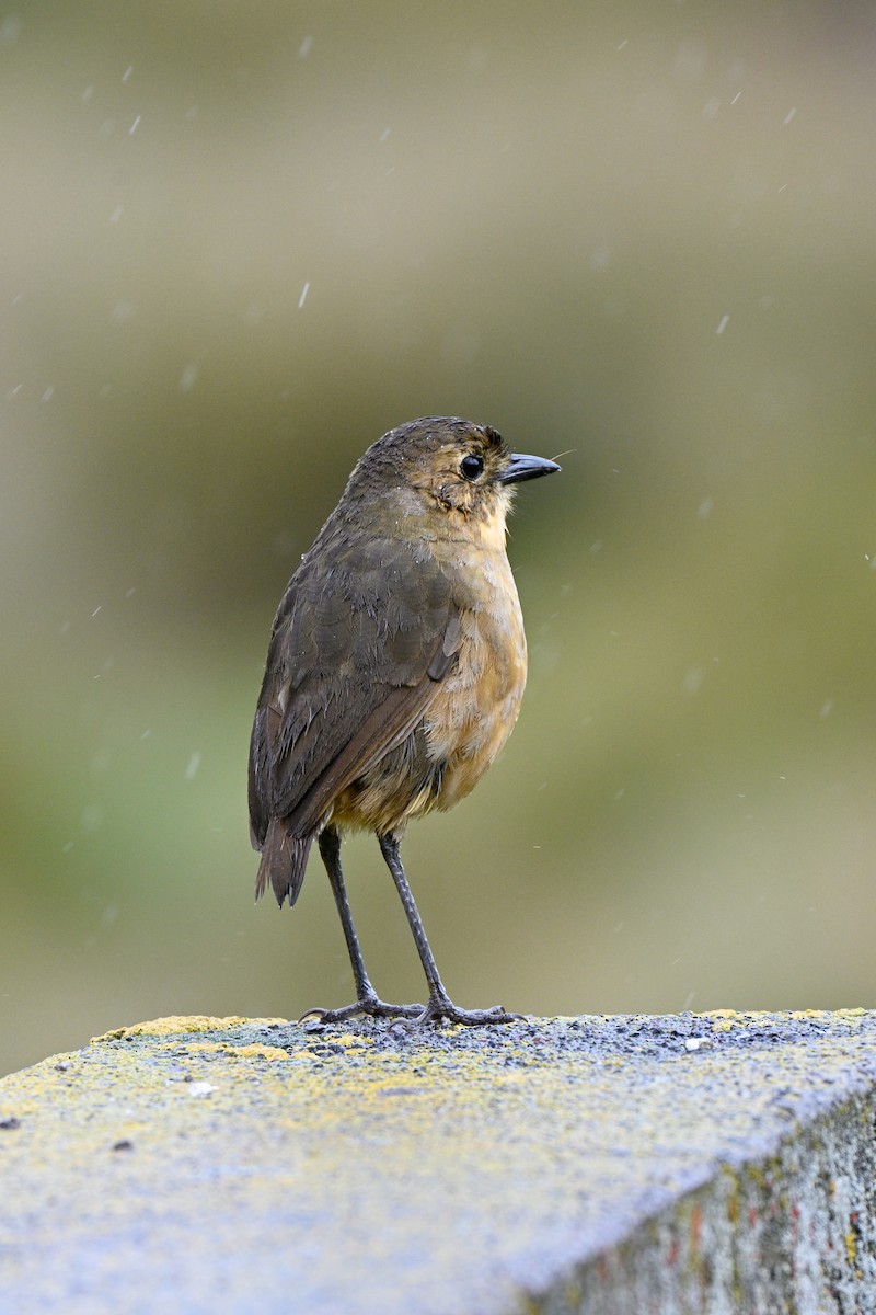 Tawny Antpitta - ML647219118