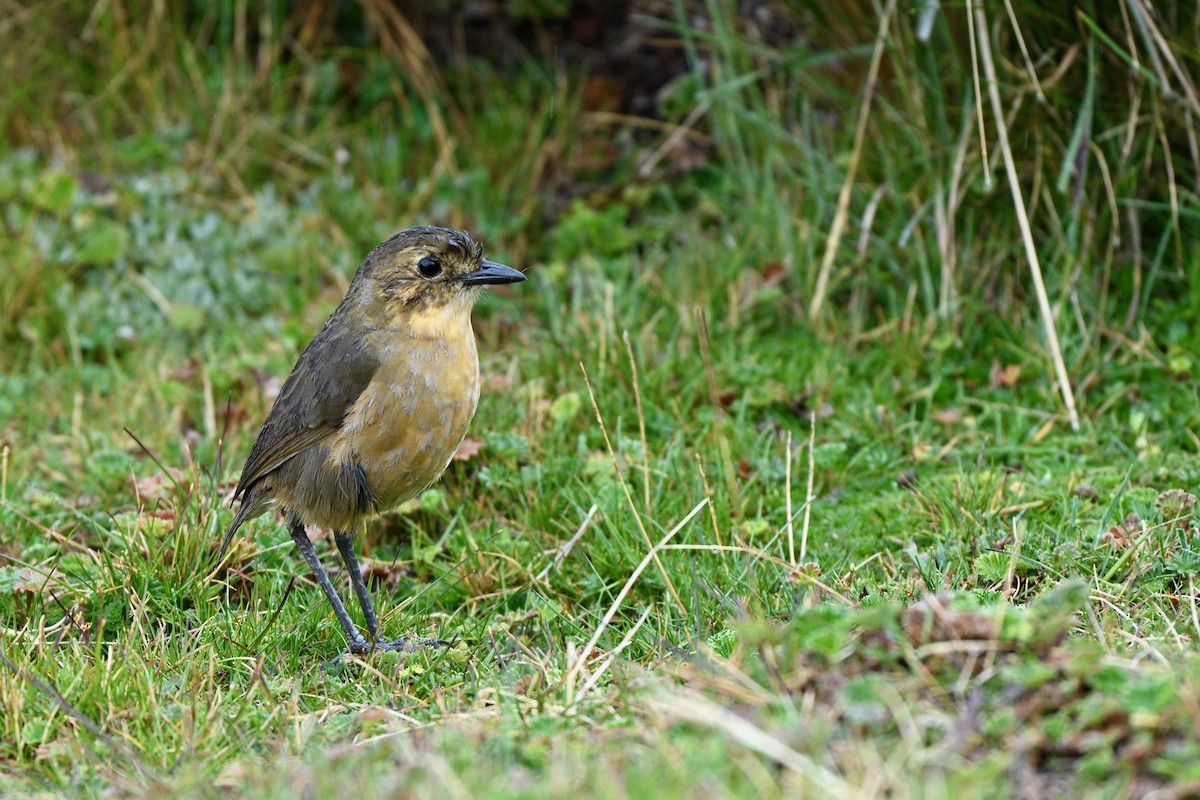 Tawny Antpitta - ML647219119