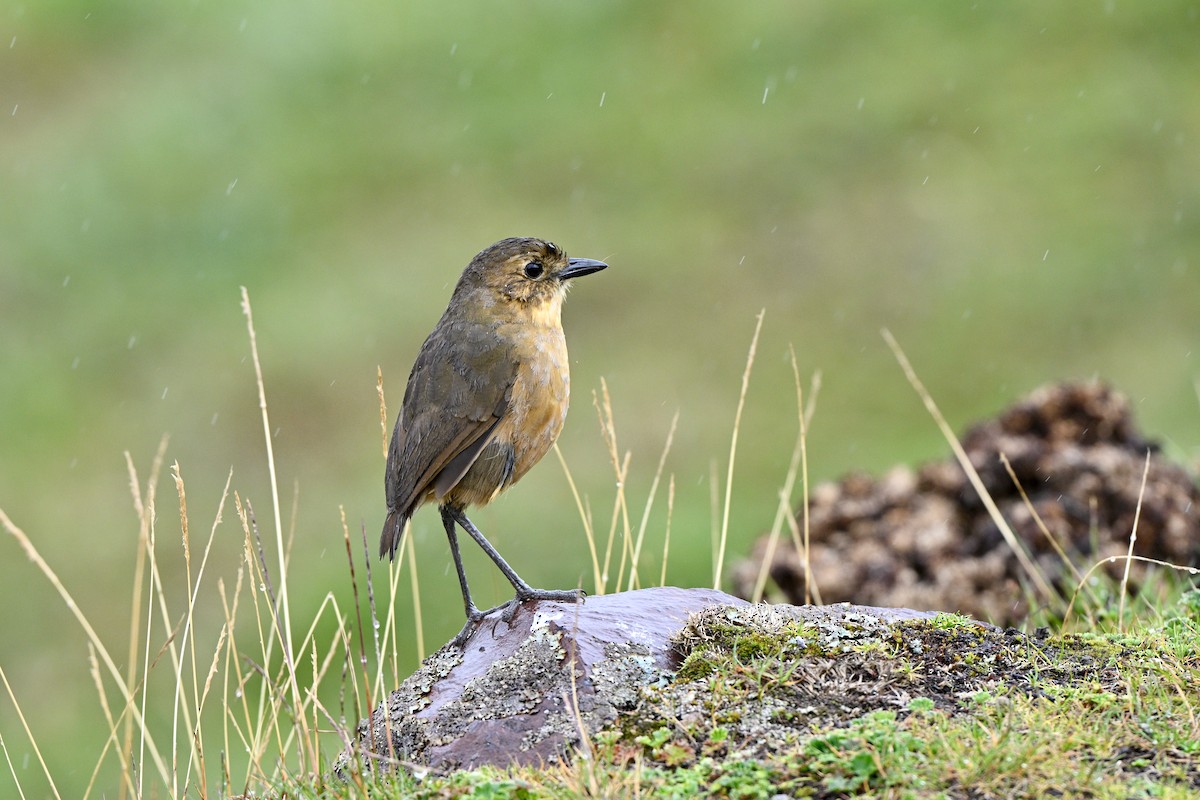 Tawny Antpitta - ML647219120
