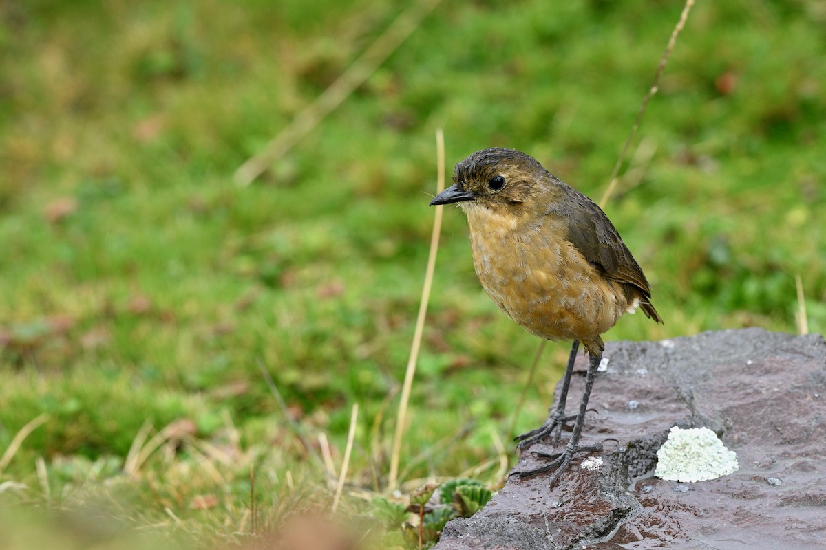 Tawny Antpitta - ML647219121