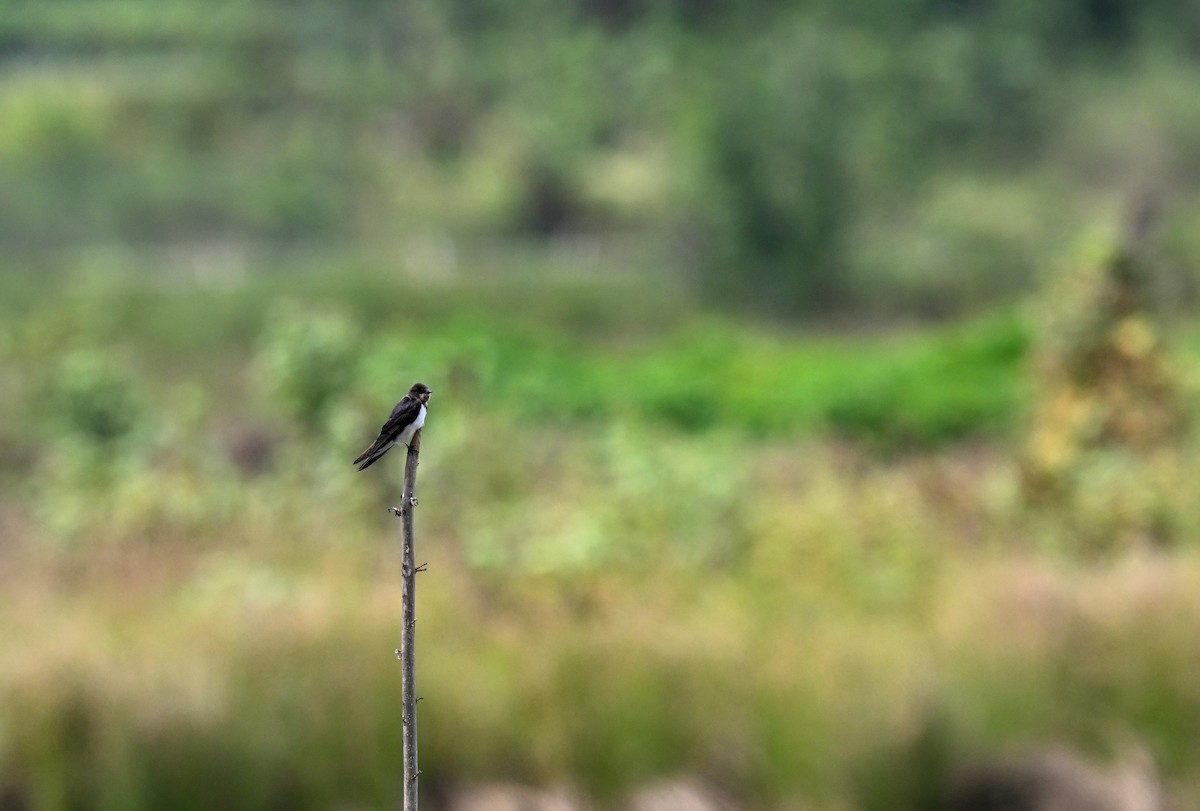 Barn Swallow - ML647219126