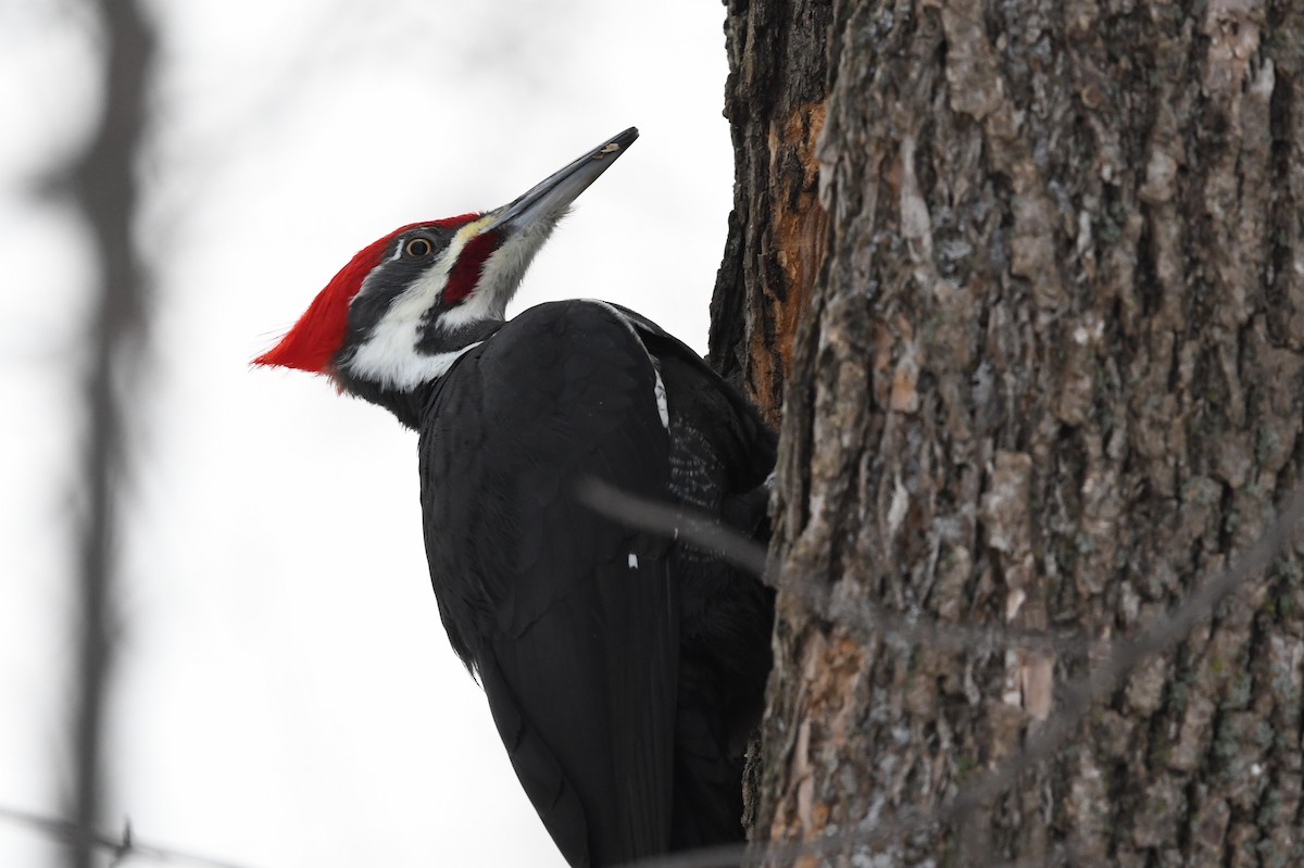 Жовна північна - ML647219138