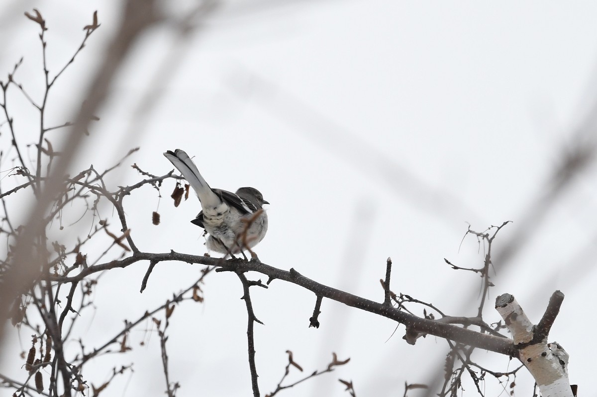 Northern Mockingbird - ML647219150
