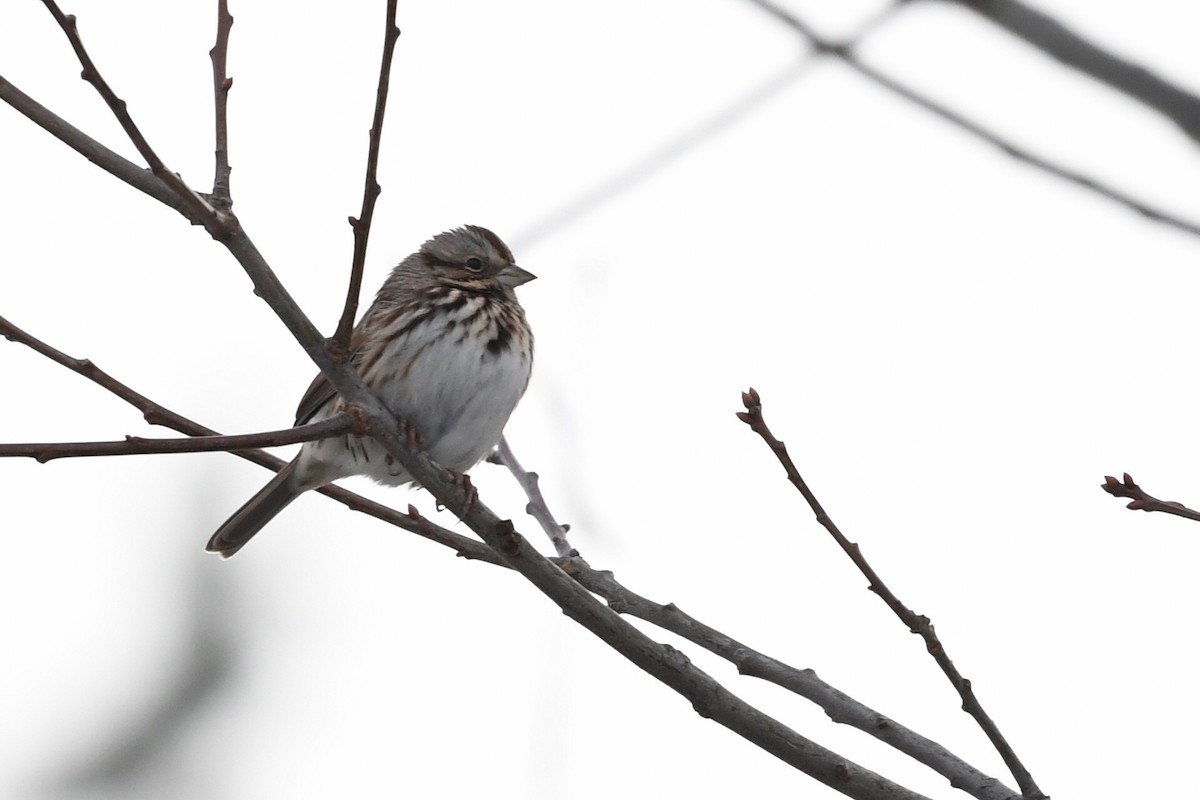 Song Sparrow - ML647219159