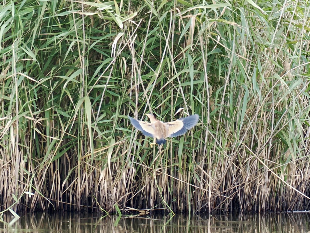 Yellow Bittern - ML647219184