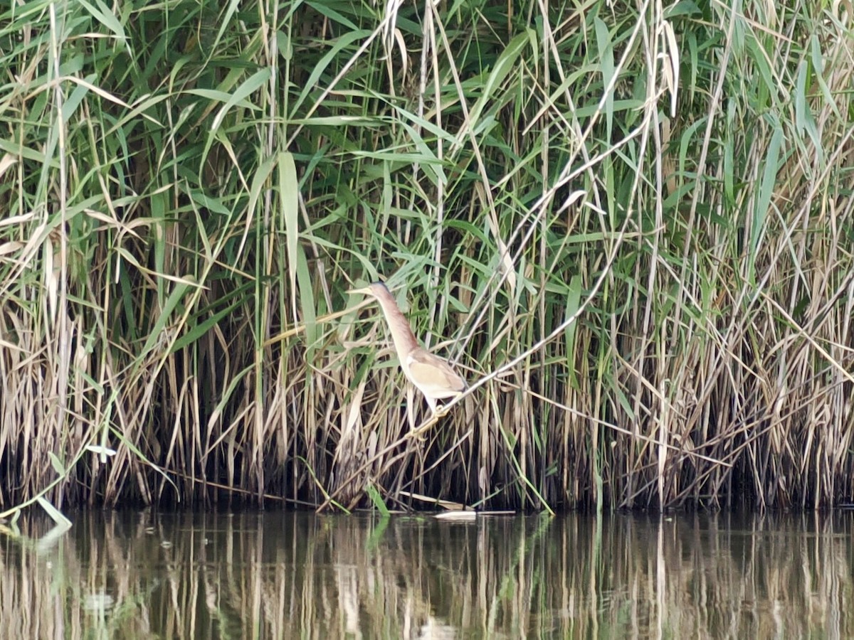 Yellow Bittern - ML647219185