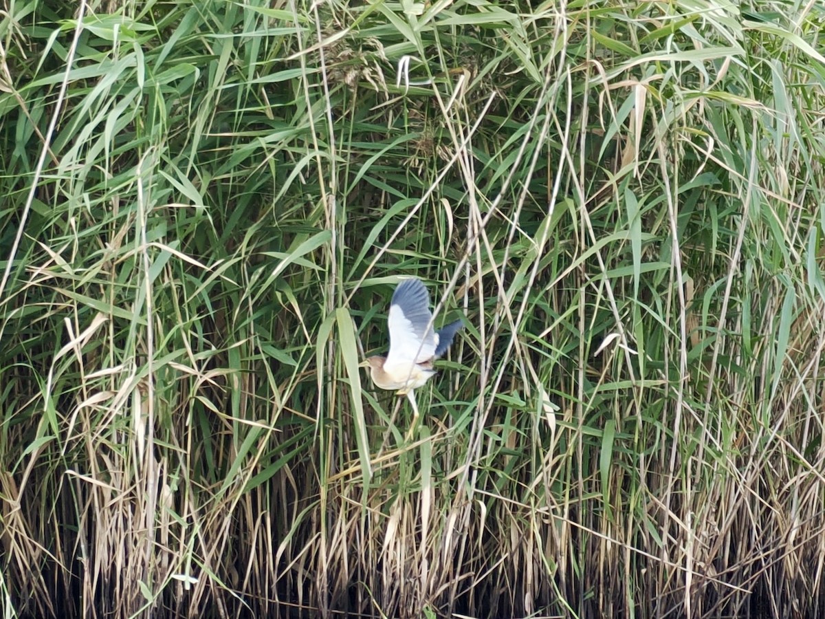 Yellow Bittern - ML647219186