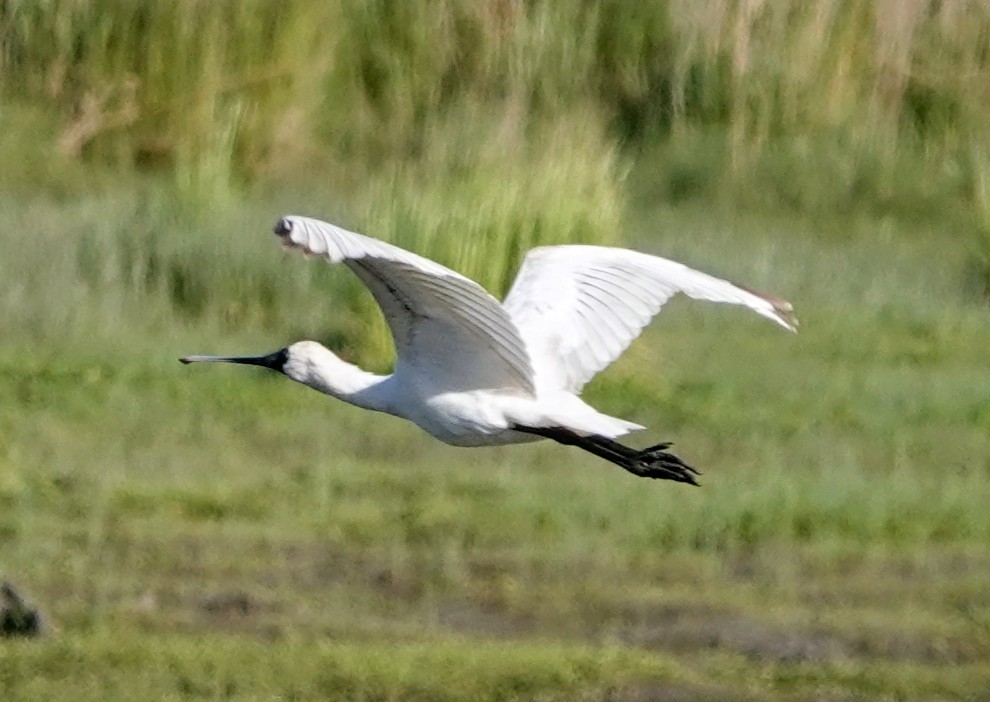 Косар королівський - ML647219197