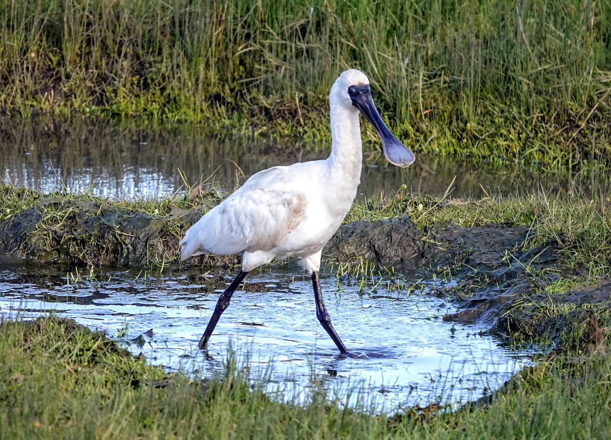 Косар королівський - ML647219198