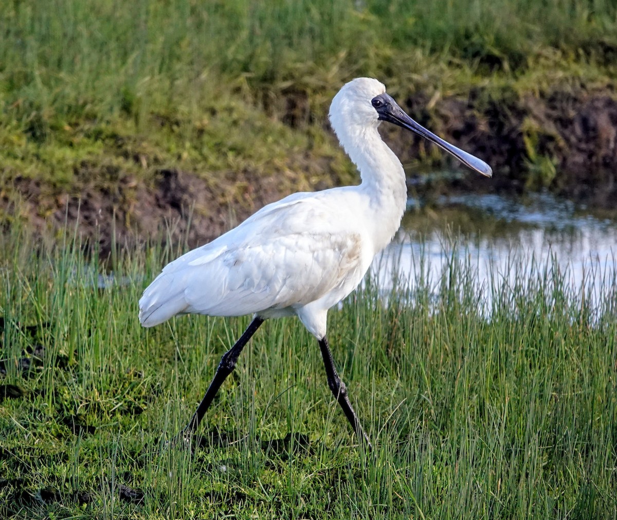 Косар королівський - ML647219199