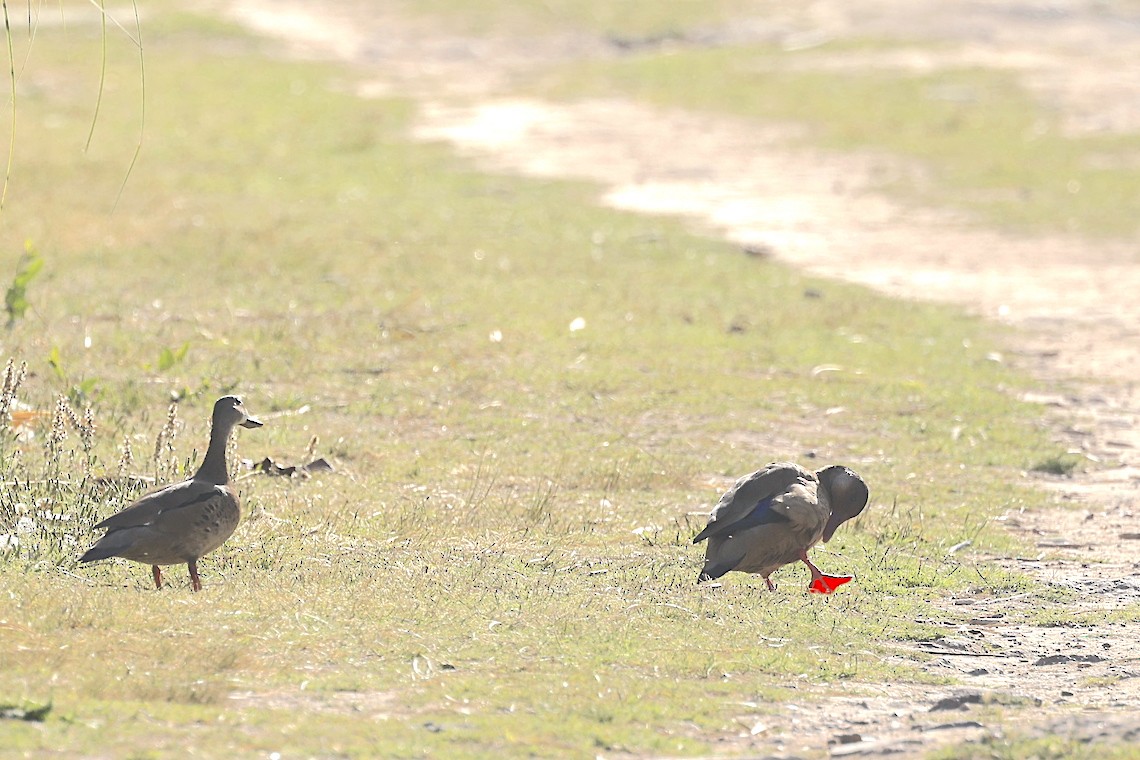 Brazilian Teal - ML647219206