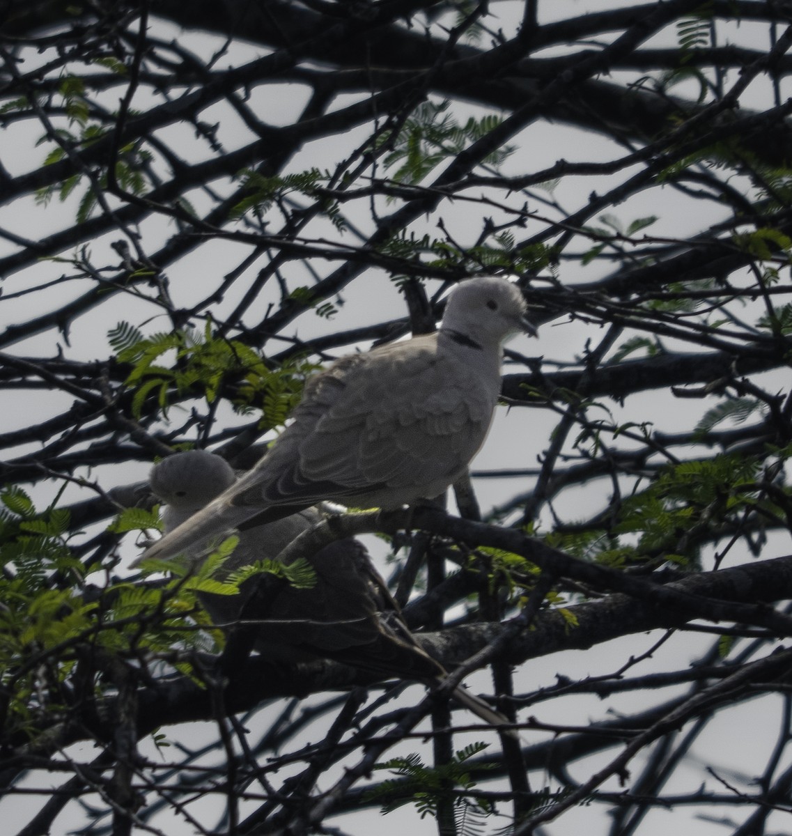 Буулгат хүүрзгэнэ - ML647219219