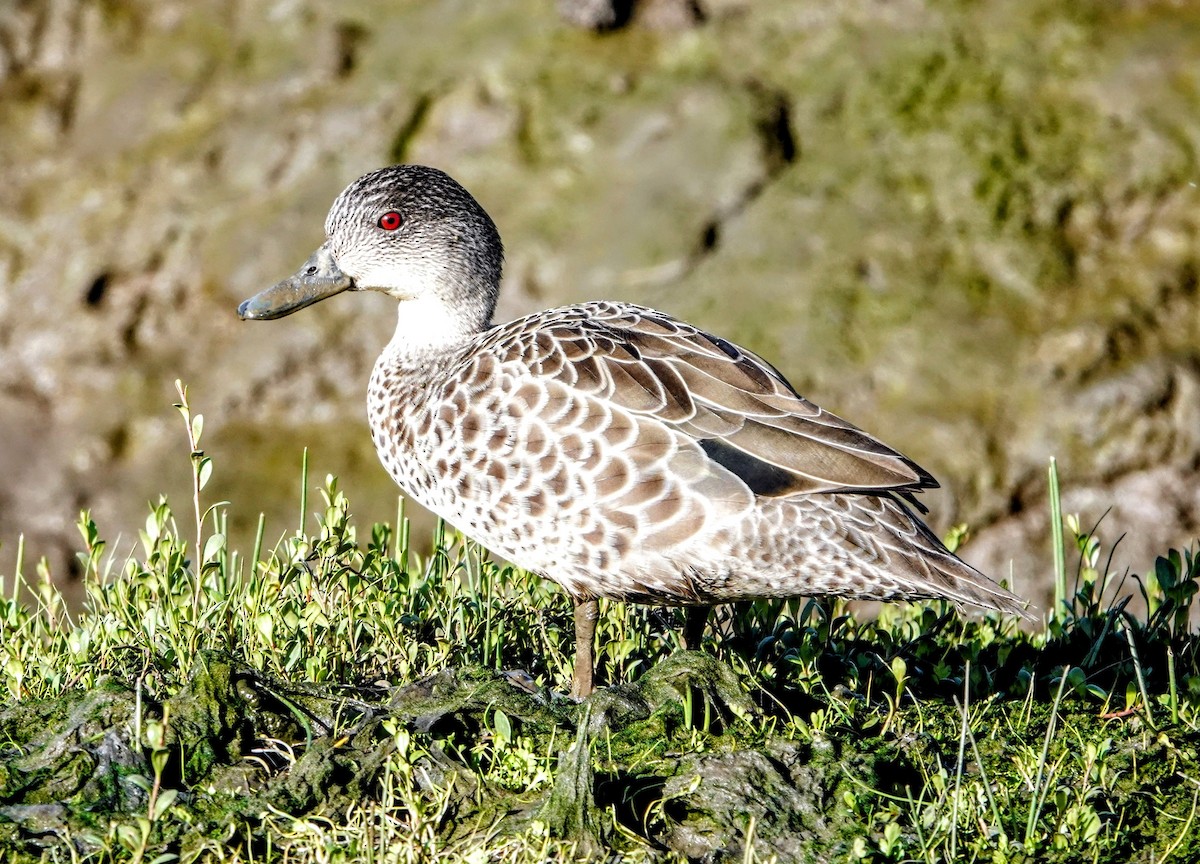 Gray Teal - ML647219220