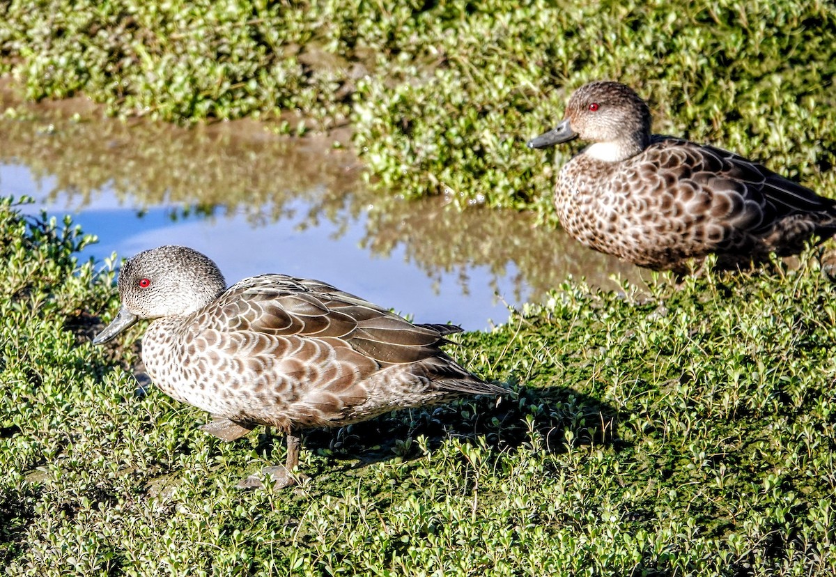 Gray Teal - ML647219221