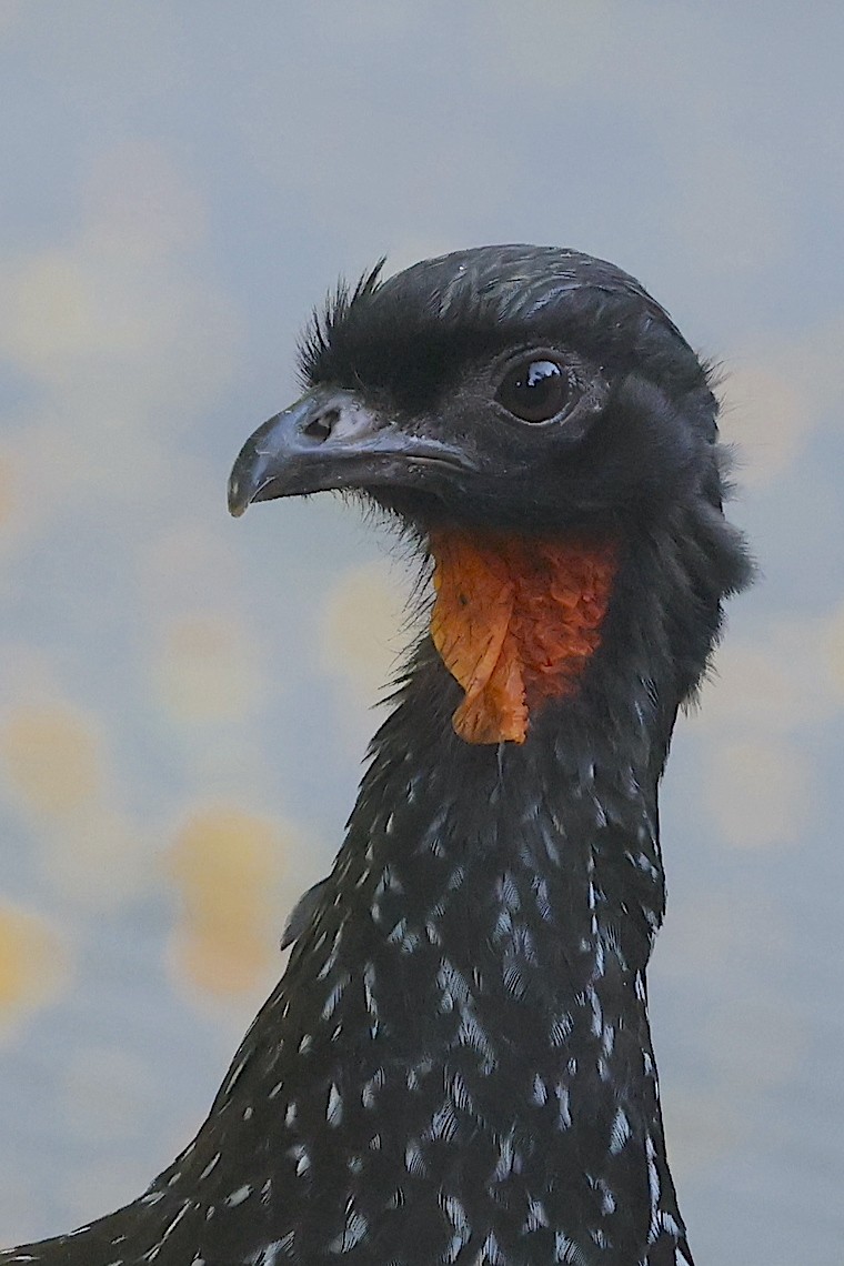 Dusky-legged Guan - ML647219231