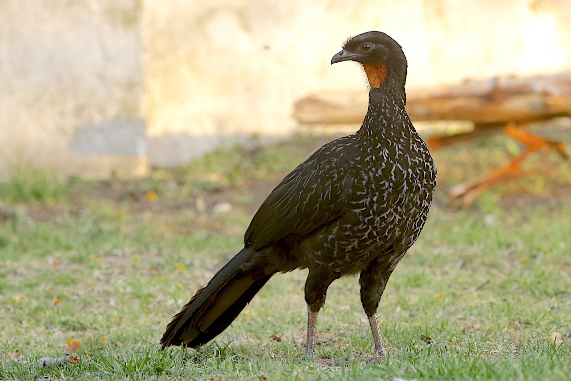 Dusky-legged Guan - ML647219232