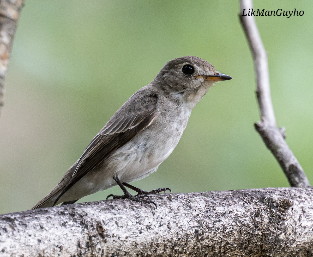 寬嘴鶲 - ML647219259