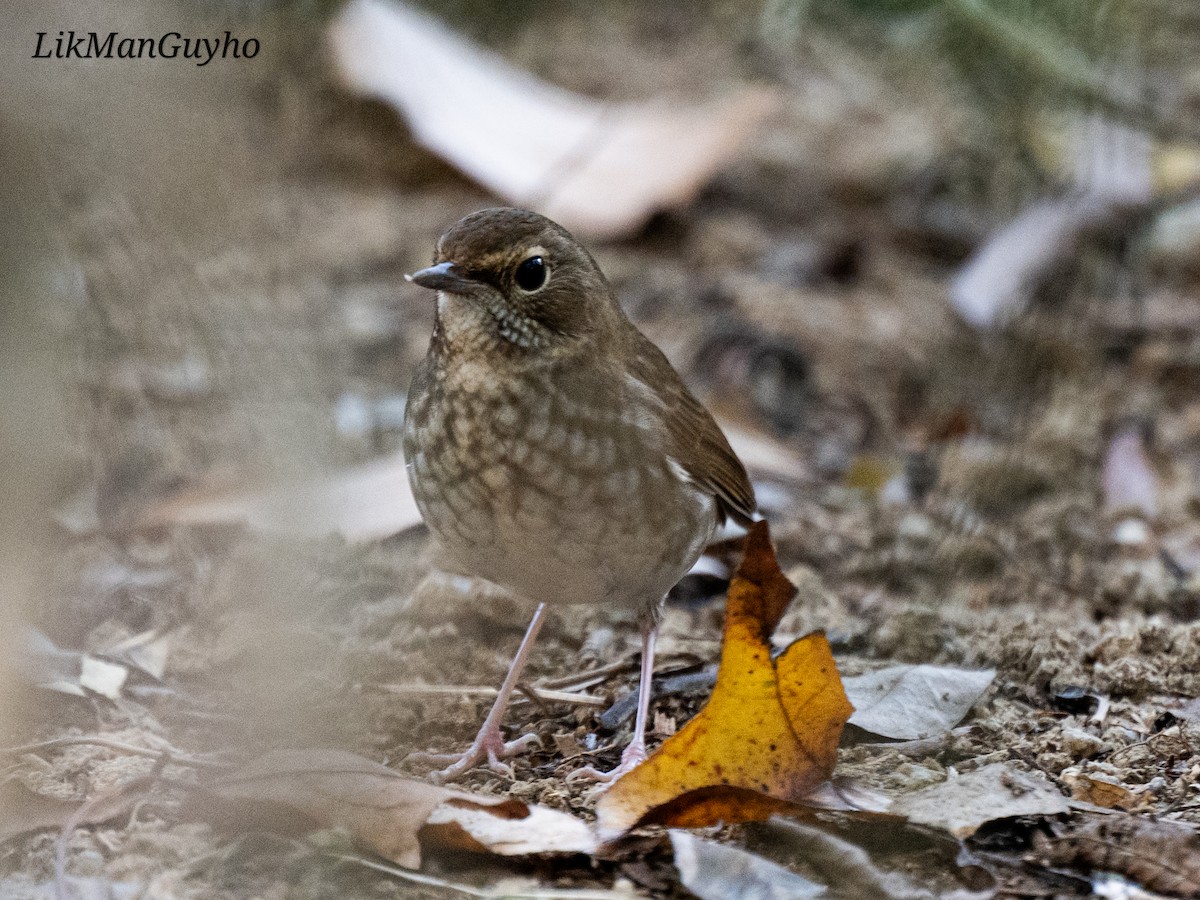 紅尾歌鴝 - ML647219266