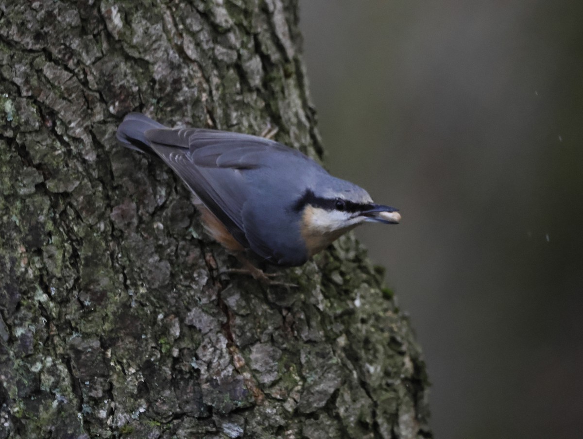 Повзик звичайний - ML647219275