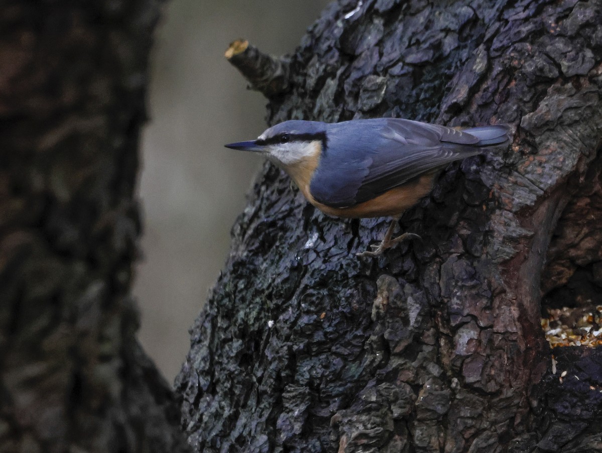 Повзик звичайний - ML647219276