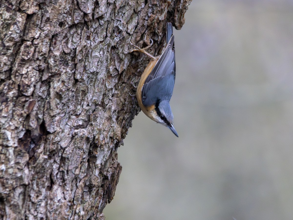 Повзик звичайний - ML647219277