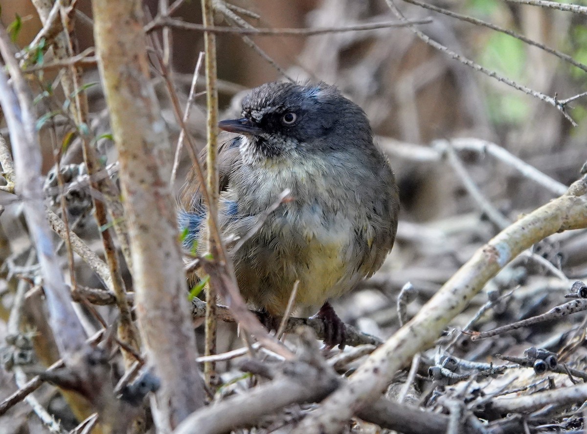 Тасманийская кустовка - ML647219280