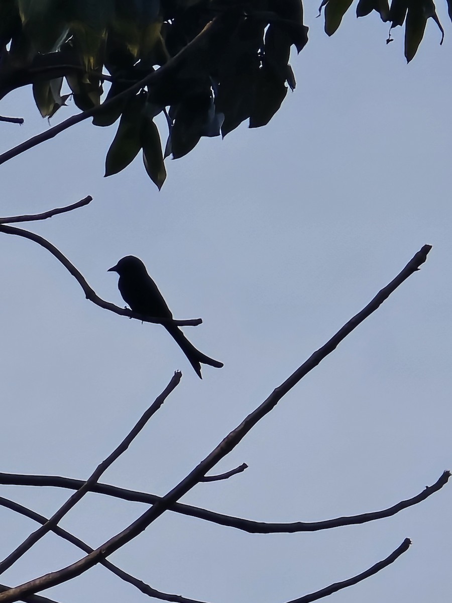 Black Drongo - ML647219281