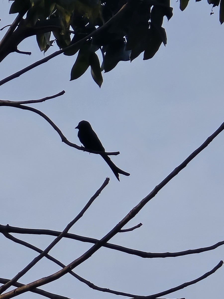 Black Drongo - ML647219282
