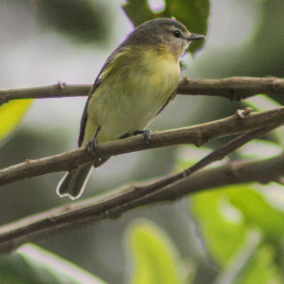 Bireo filadelfiarra - ML647219295