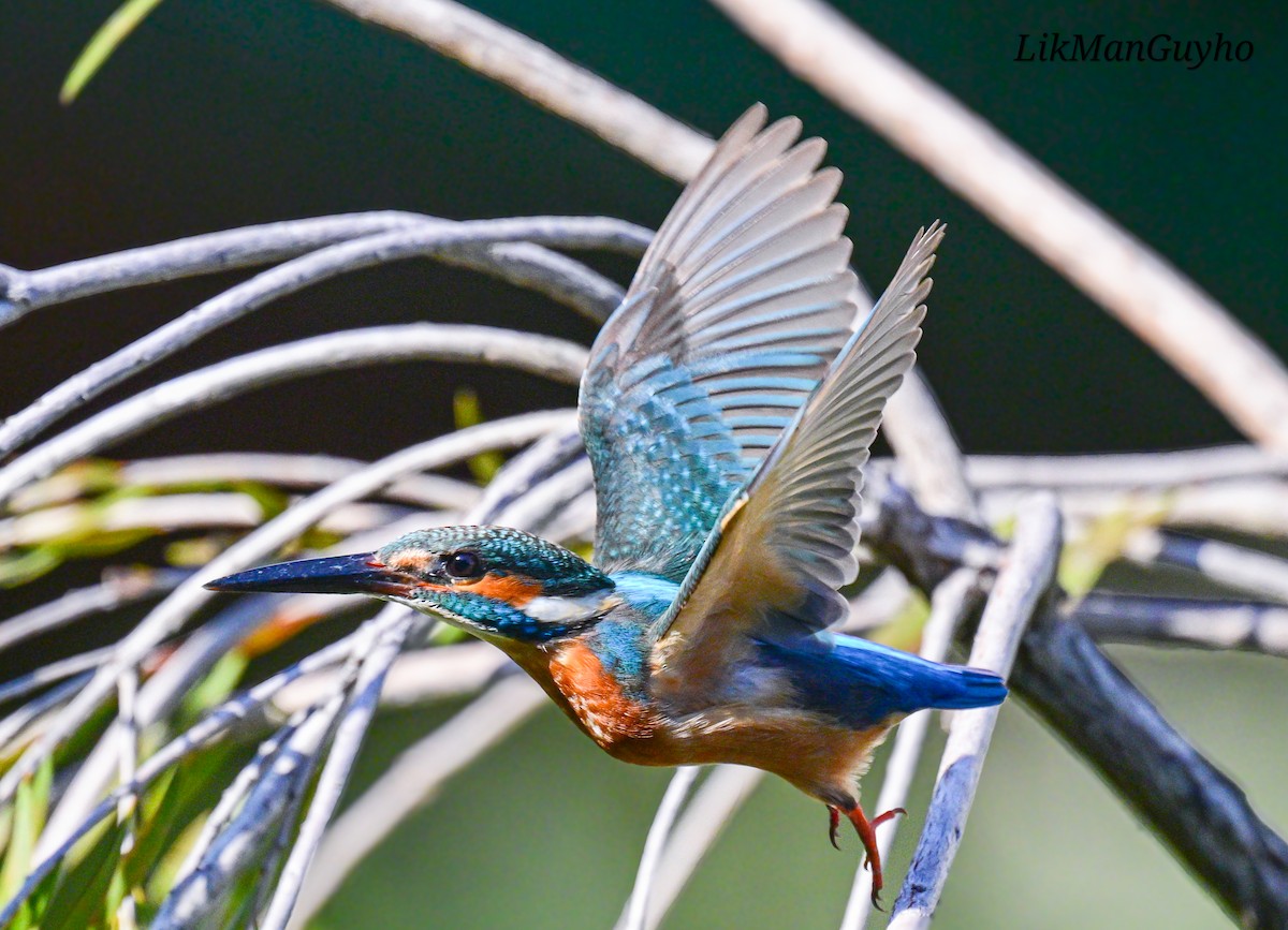 翠鳥 - ML647219298