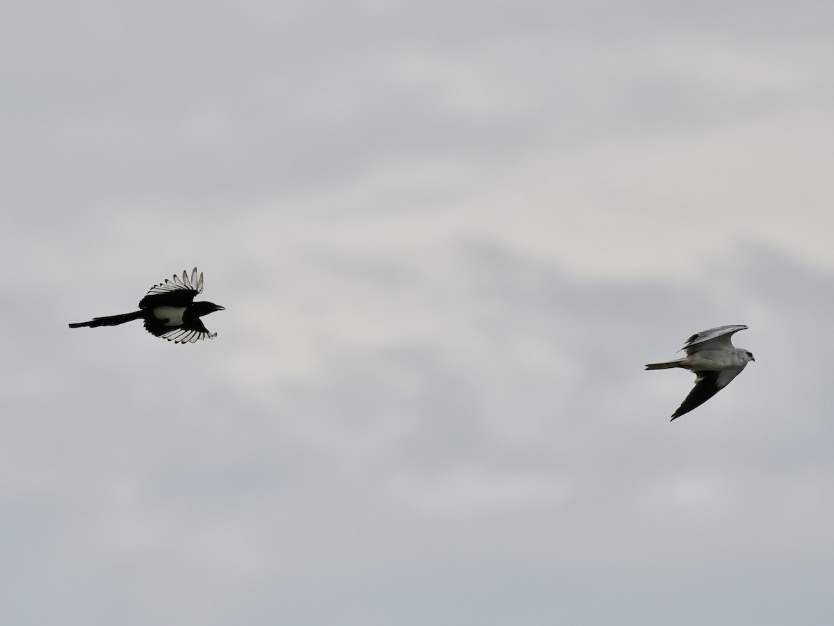 orientskjære - ML647219301