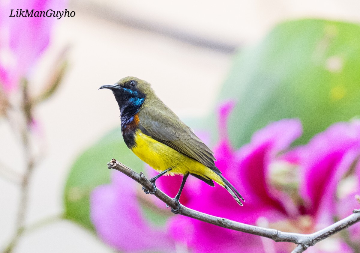 Souimanga orné - ML647219306