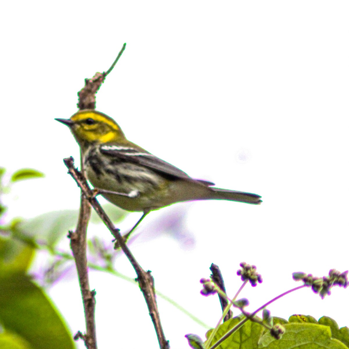 Black-throated Green Warbler - ML647219316